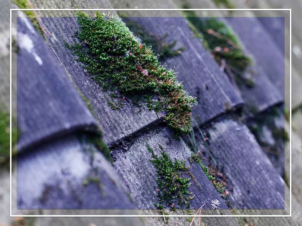 Rogers Roofing blog image
